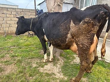 Keçilər, çəpişlər: İnək 20 litr süd verir hazırda. Tam problemsiz heyvandı. Qapı malı — 4