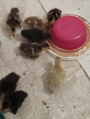 Птицы: 12dene bala zümrüdü lavanda krasnadar macar sortları son qiymət 7 — 4