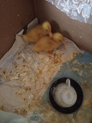 Птицы: Məhsul: Ev şəraitində saxlanılan ördəklər Təsvir: - Şəkillərdə iki — 3