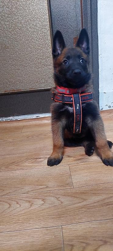 itlər pudel: Belçika çoban iti, Erkek, Ödənişli çatdırılma — 1