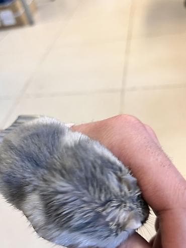 heyvanlar ucun mallar: Cunqarik üçün tam dəst qəfəs

Cunqarikler qefesle birlikde verilir — 6