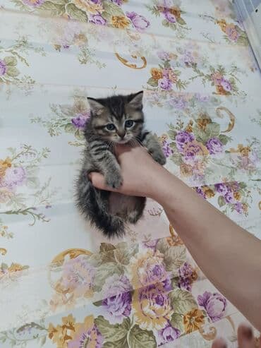 azerbaycanca pişik adlari: 50 ile 250 arasi cins saf qan saqlam pisiklerimiz var unvana — 6