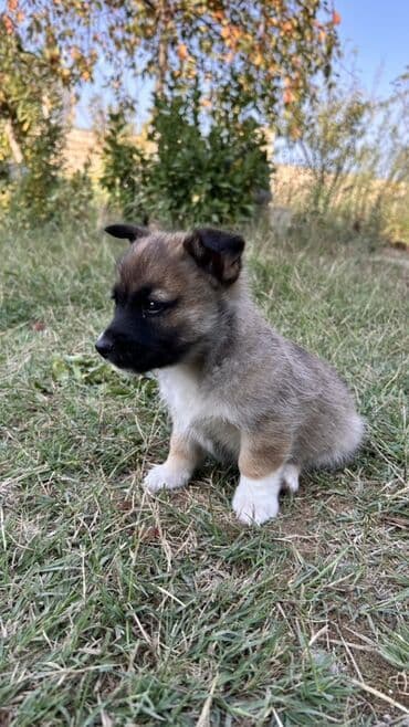 zinqirov iti: 2 ay, Erkek — 9