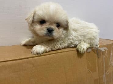 cuce ucun yem qablari: Pekines, 1 ay, Erkek, Peyvəndli, Ünvandan götürmə — 2