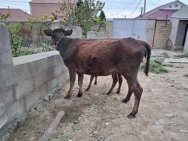 Inəklər, öküzlər: Dişi, il: 1, 100 kq, Südlük, Ünvandan götürmə, Ödənişli çatdırılma — 4