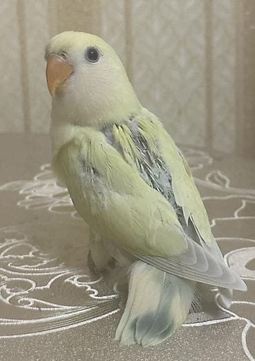 Gəmiricilər: Salam 40-45 günlük yeni yemə düşmüş balalardı. 3 ədəddir hamsı tam — 8