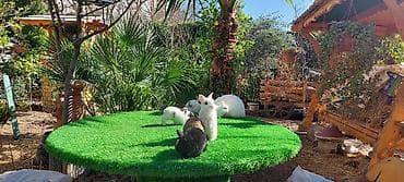 Птицы: Wekilde gorduyunuz mini Xolandski loplar satilir muxtelif renglerdedi — 3