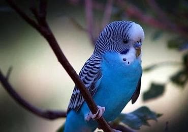 Quşların satışı . Toptan da mumkundur . Xüsusiyyətlər: - Parlaq mavi