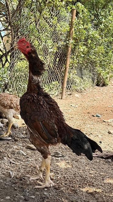 at satisi qiymetleri: Xoruz, Heyratı, il: 2, Ünvandan götürmə, Ödənişli çatdırılma, Rayonlara çatdırılma — 3