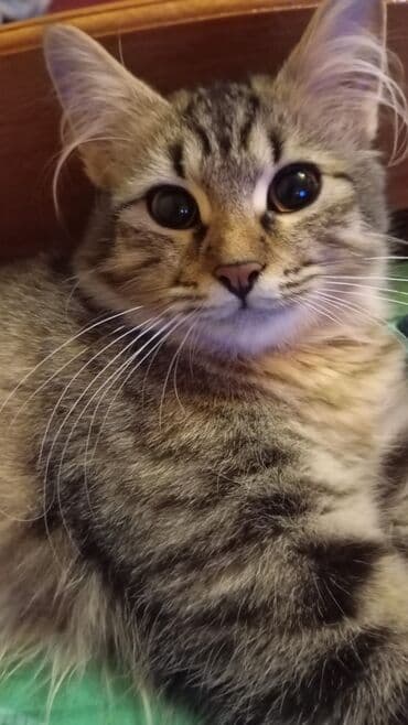 Dişi, Yaxşı əllərə, Ünvandan götürmə