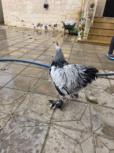 Çaydanlar: Toyuq, Brama, Damazlıq — 10