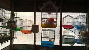 С/х животные и товары: Biri 20-25 en yekesi 50 azn Müxtəlif ölçü və formalarda quş qəfəsləri — 1