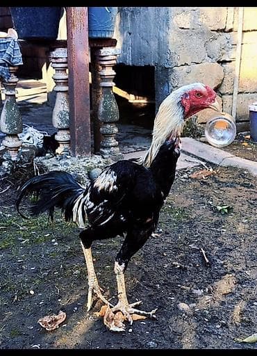 Tür: Xüsusi cins xoruz (uzunboyun, dözümlü tip) Rəng: Qara əsas lalafo.az -da Tür: Xüsusi cins xoruz (uzunboyun, dözümlü tip) Rəng: Qara əsas