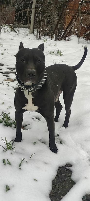 rus it adları: Pitbul, 1 il, Erkek, Peyvəndli, Ünvandan götürmə — 2