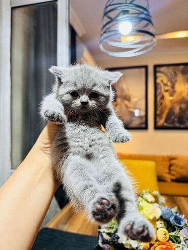 pişikler ucuz: Şotland — 1