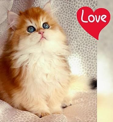 Digər heyvanlar: Erkək, Ünvandan götürmə — 1