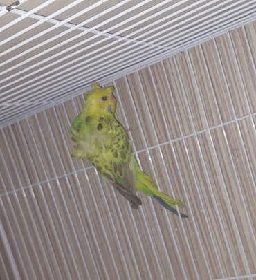 korella quşu: Salam erkey japones 3 4 ayliq erkeydi atasi texsas japones anasi — 6