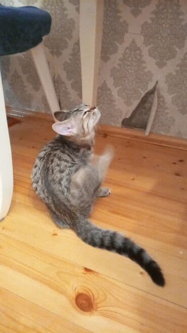 etibarlı ellere pişik: Tabbi, Dişi — 3