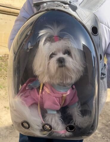 pişik satişi: Malta bolonka — 18