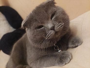 вислоухие коты серые: Шотладская вислоухая, Самец, Самовывоз — 7