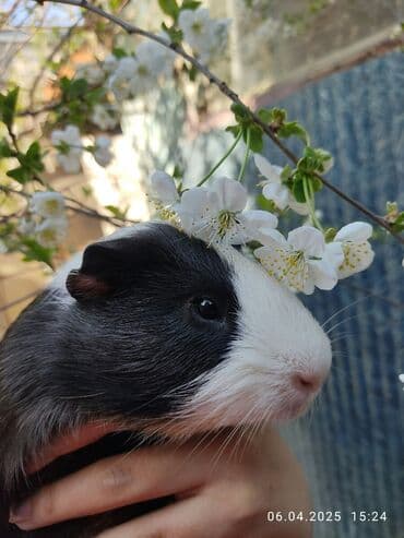 Lincoln: Pulsuz Bala dovsanxamyak ve deniz donuzu svinka isteyirem bashqa — 8