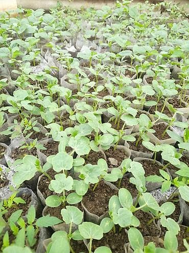 1 tonluq bak: Salam şitillərimiz cixdi satışa kime lazim olsa əlaqə saxlasin bibər — 4