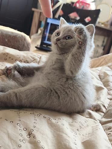 heyvan geyimleri: Şotland, Dişi — 3