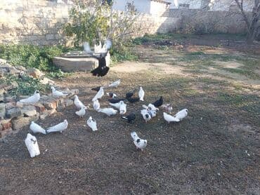 3D panellər: (qarışıq rəng və cinslər) Təsvir:kz guwlarmdir alvercindeyelm - — 3