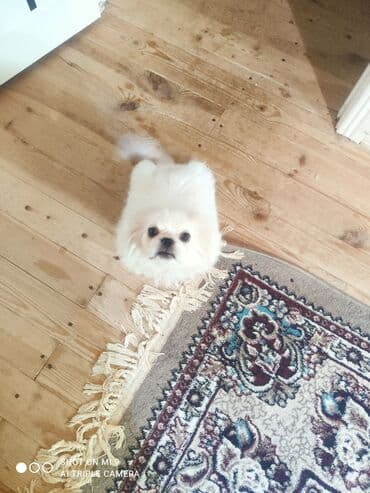 Akvariumlar: Pekines — 1