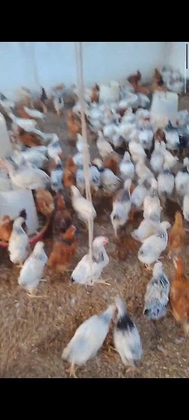 yerli inekler: MASAZIR 2 AY TAM SAĞLAM DAMAZLİQ ✅ 0️⃣ 5️⃣ 5️⃣ -7️⃣7️⃣8️⃣-0️⃣9️⃣-8️⃣ — 2