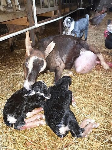 heyvan satisi: Südlük keçilər – sağlam, məhsuldar sürü Salam şəkillərdə görünən — 7