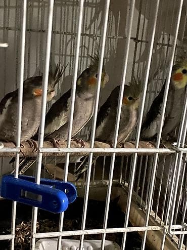 derzi quşu: Məhsul: Nimfa papağanları (Cockatiel) sekildeki bala quslar bir — 2