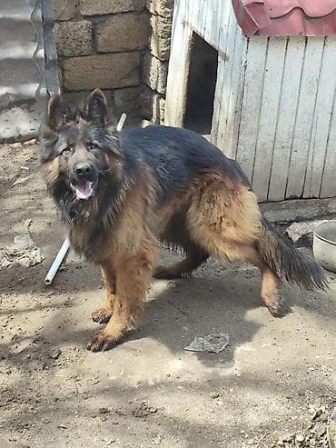 İtlər: Alman çoban iti, 1 il, Erkek, Sənədli, Ünvandan götürmə, Pulsuz çatdırılma, Ödənişli çatdırılma — 7