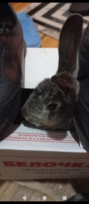 tutuqusu yemi: Boz rəngli ev dovşanı - Növ: Ev dovşanı (boz–gümüşü tüklü) - — 3