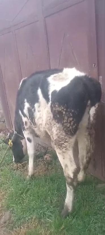 dana 2024: Dana, buzov, Dişi, Holsteyn, Simental, ay: 1, 170 kq, Damazlıq, Südlük, Ətlik — 2