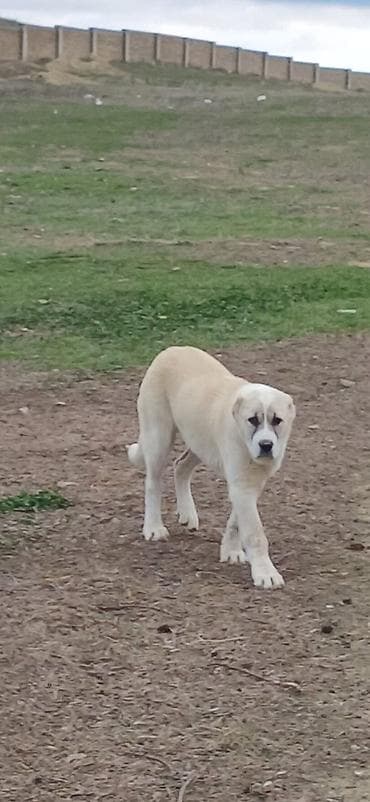 coban iti haqqinda melumat: Qurdbasar, 4 ay, Dişi — 10