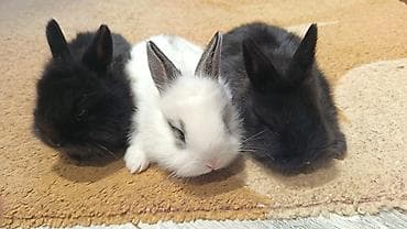 dovşa: Yerli ile karlikin qarişiqi. Tek 8azn. Top. Razilasma yolu ile — 6