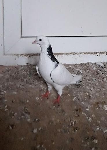 Голуби: 13 tuk erkeydi tutulma unvan suraxani — 4