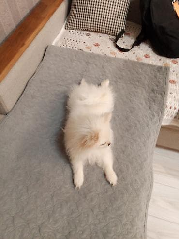 heyvan cütləşməsi: Şpitz, 4 ay, Dişi, Peyvəndli, Ünvandan götürmə — 8