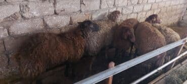 pulsuz baytar: Kəsib 19 aznlə.sağda satılır.5 ədəd qalıb — 1