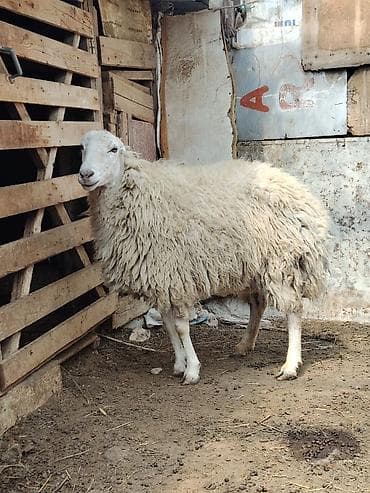 mal qoyun: Tam sağlam heyvandı doğmayıb qoça gəldiyini bilmirəm — 1