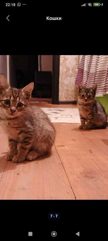 кот в добрые руки: Tabbi — 4