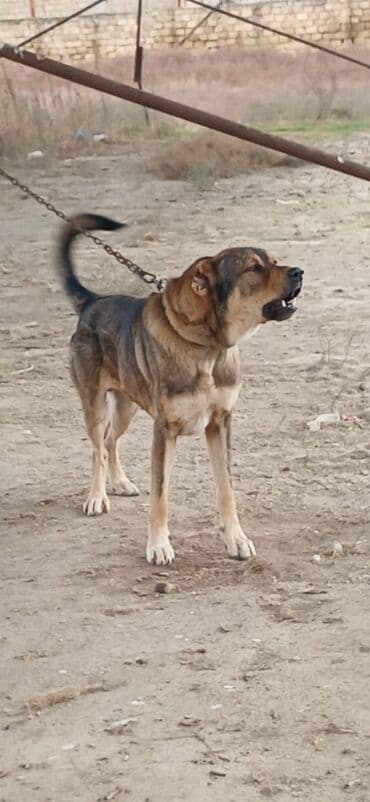 balaca it şəkilləri: Qurdbasar, 2 il, Erkek, Peyvəndli, Ödənişli çatdırılma — 6