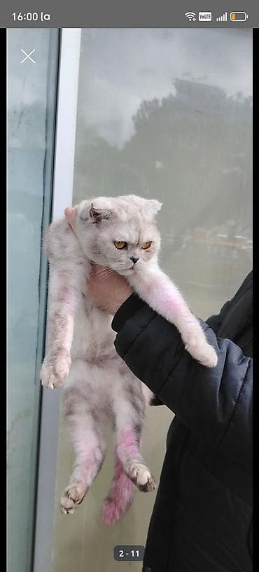 şotland pişiyi: Şotland — 1