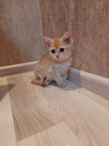 bala haski: Qızıl şinşilla, Erkək, Dişi, Ünvandan götürmə — 8