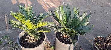 Digər bitkilər: Dekorativ saksı bitkisi – saksıda tropik görünüşlü palma tipli bitki — 1