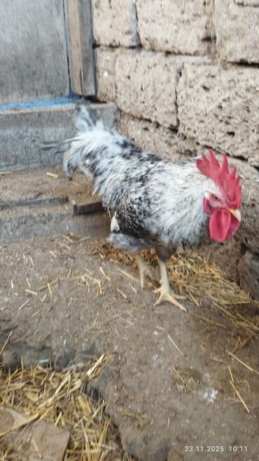 cücə satışı 2023: Salam Alekum. Temiz qan xarkovdu qiymet sondu catdirilma yoxdu — 5