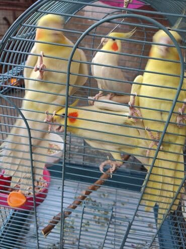 dovşan qəfəsi: Qəfəslər quşlar — 7