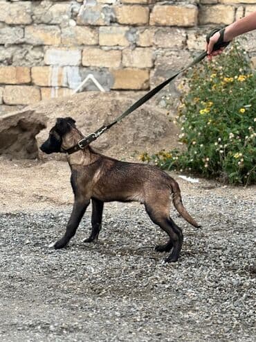Belçika çoban iti, 1 ay, Sənədli, Ünvandan götürmə
