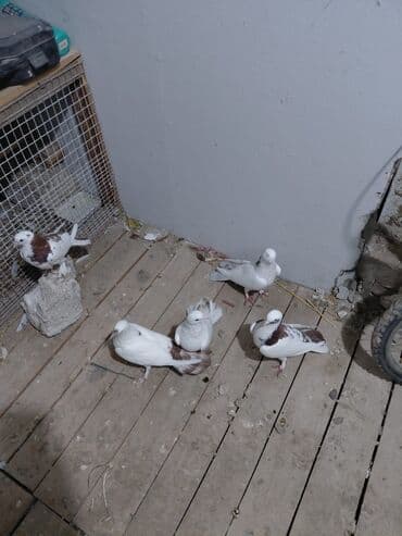 göyərçin yuvası: Salam saglam quşlardı 16.17 tük istəyən yazsın vatsaf aktivdi - Növ — 4